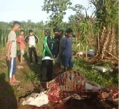 Warga menyaksikan sapi milik warga yang tinggal tulang belulang akibat dimangsa harimau.