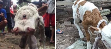 Sapi Berikut 2 dan Bermata 4 Hebohkan Warga