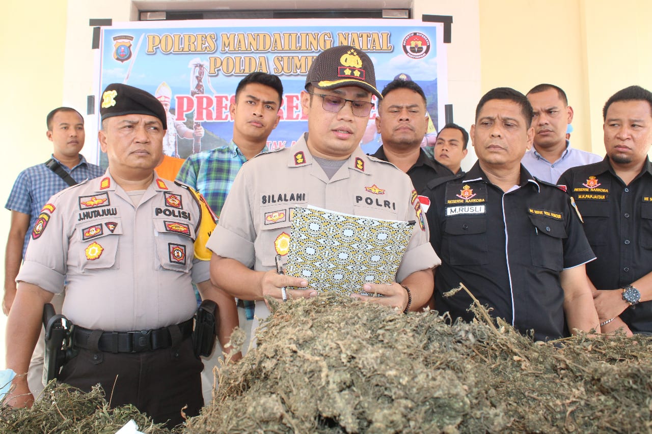 Kapolres Madina menunjukkan barang bukti ganja kering yang diamankan dari tiga tersangka yang memiliki 2 hektar ladang ganja.