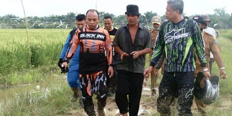 Bupati Labuhanbatu H Andi Suhaimi Dalimunthe ST MT saat meninjau lahan pertanian di Desa Selat Beting.