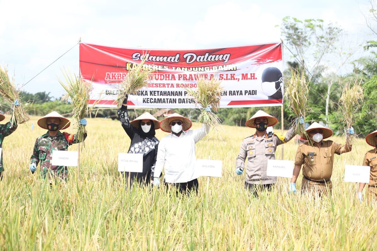 (Ignatius Siagian/taslabnews)  Suasana panen raya padi di salah satu salah satu Kampung Tangguh Ketahanan Pangan Binaan Polres Tanjungbalai.