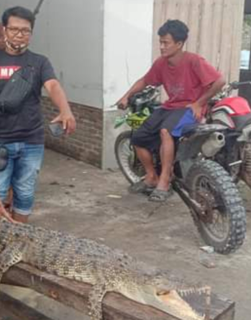 Hiiii Warga Temukan Buaya di Silau Laut Asahan