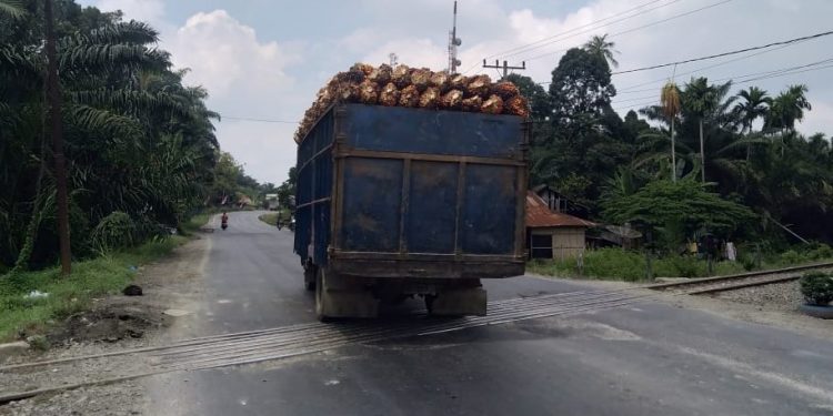 Truk bermuatan TBS tanpa menggunakan jaring pengaman melintas di jalanan umum Kecamatan Pulau Rakyat.