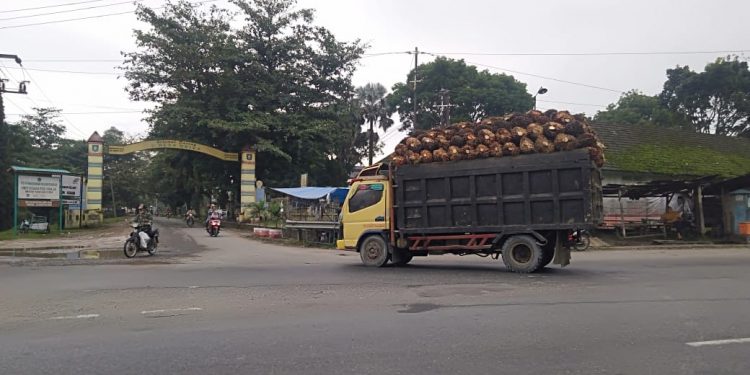 Truk Pengangkut Sawit Tanpa Jaring Pengaman Bebas Melintas di Jalinsum Asahan-Labura