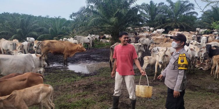 Bhabinkamtibmas Polsek Prapat Janji  Rutin Beri Imbauan ke Peternak Sapi