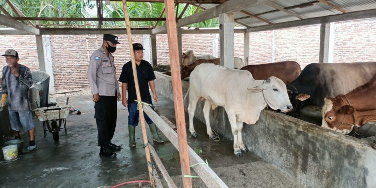 Personel Polsek Air Joman Minta Peternak untuk Mengkandangkan Lembunya dan Jangan Dilepas di Perkebunan