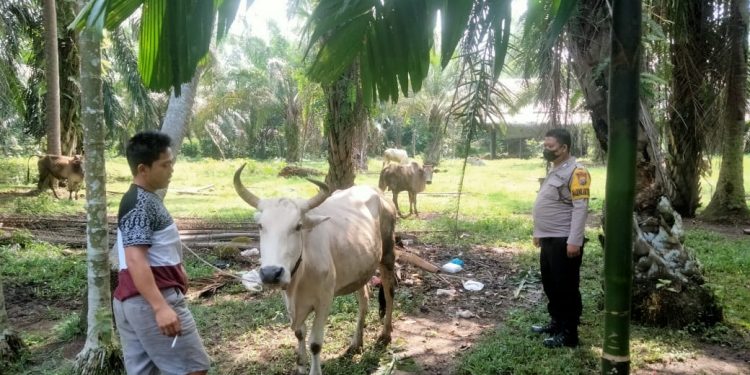 Cek Kesehatan Lembu, Bhabinkamtibmas Polsek Air Batu Kunjungi Peternak  di Sei Dadap