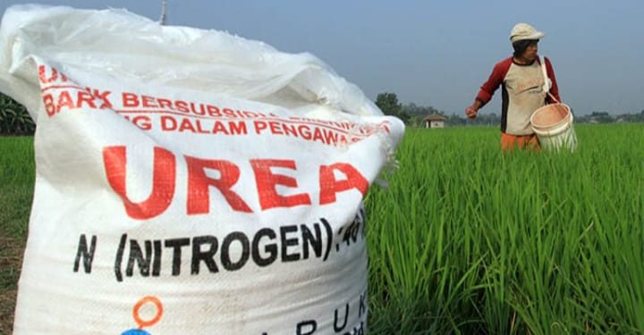 Petani Padi di Meranti menjerit, Harga Pupuk Bersubsidi Mahal, Harusnya Rp95 Ribu Per Sak, Tapi Dijual Rp150 Ribu