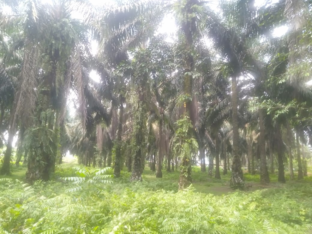 Aneh, Manajemen PTPN III Bandar Selamat Aek Songsongan Asahan Biarkan Buah Membusuk dan Tak Merawat Areal Perkebunan