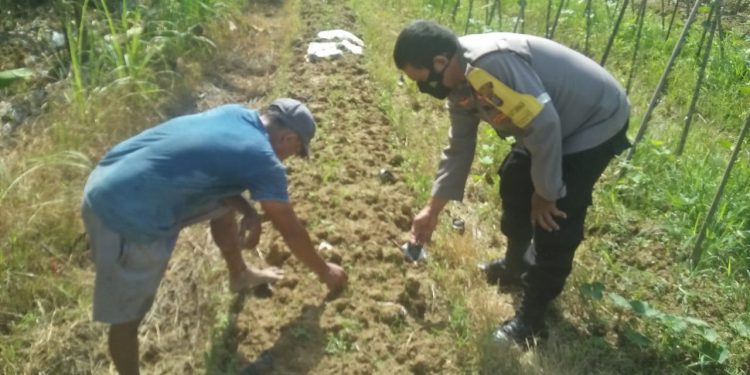 Personel Polsek Pulau Raja Tinjau Penanaman Cabai di Sejumlah Desa