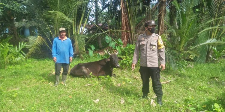 Personel Polsek Air Joman Pantau Ternak Sapi Milik Warga