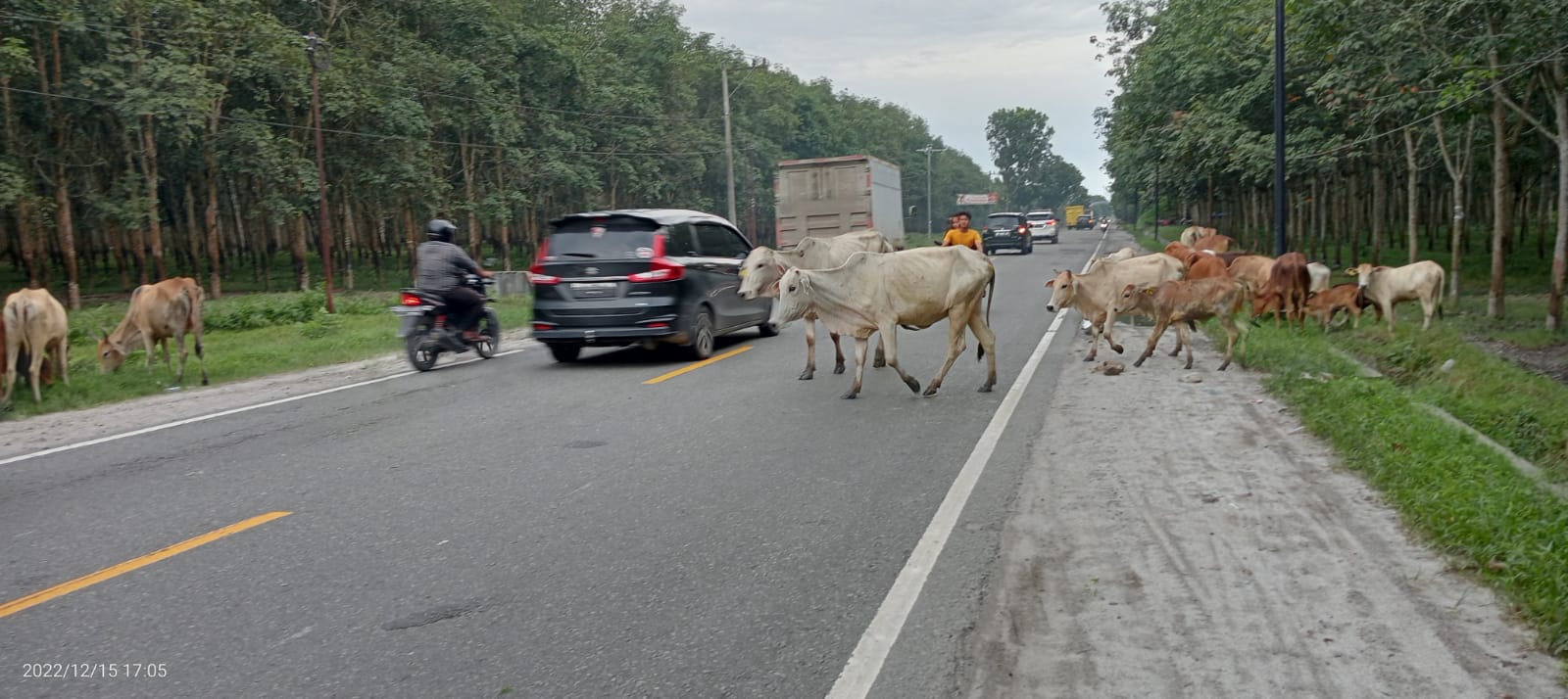 Tolong Tertibkan Ternak yang Keliaran di Jalinsum Meranti-Kisaran, Bisa Membahayakan Pengguna Jalan