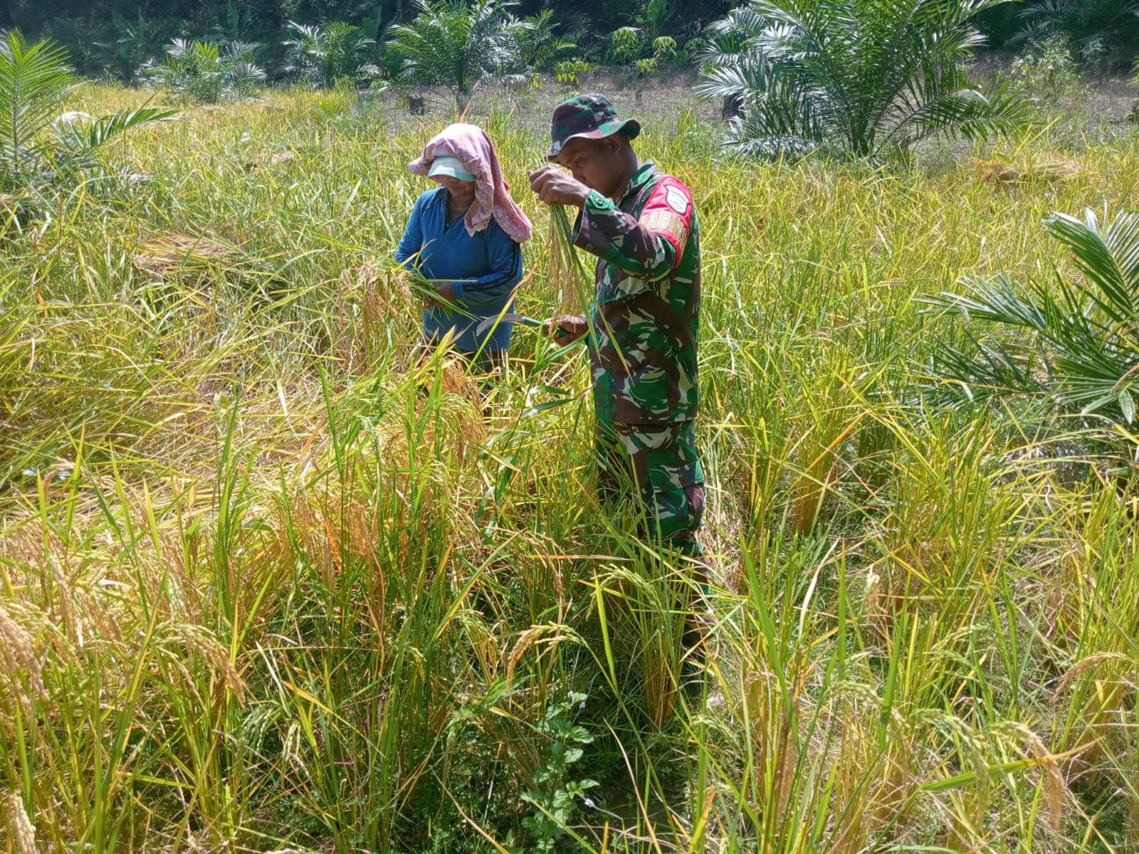 Tingkatkan Ketahanan Pangan, Babinsa Bantu Petani Panen Padi Darat