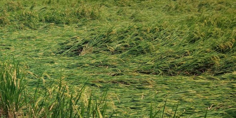 "Dihajar Angin" Puluhan Hektare Tanaman Padi di Rawang Panca Arga Asahan Rusak