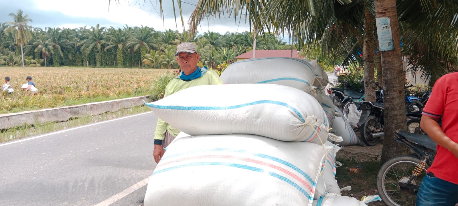 Harga Gabah Anjlok, Petani Padi di Rawang Panca Arga Asahan Menjerit.