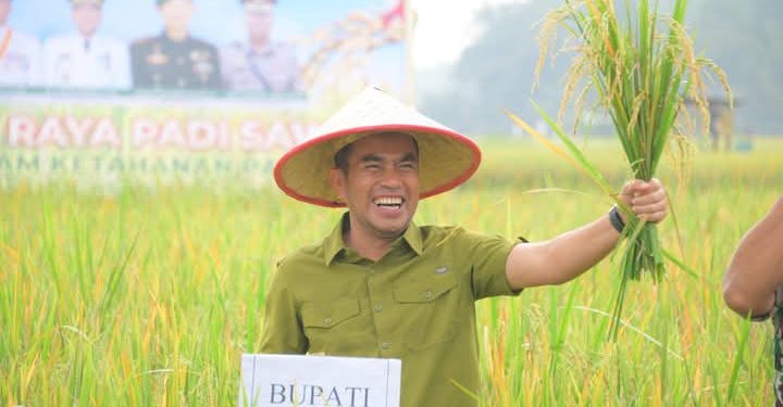 Wakil Bupati Labura, H. Samsul Tanjung, menghadiri panen raya padi sawah